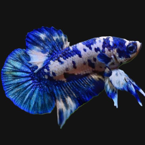 Betta splendens Blue panda super delta m